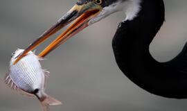 Jūrų žuvis gali sumažinti krūties vėžio tikimybę, rodo tyrimas