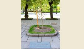 Kaune nuniokota Rūtos Meilutytės liepa, ieškomi liudininkai