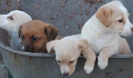 Mielos gyvūnų jauniklių nuotraukos didina darbo produktyvumą