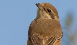 Lietuvos orintologai kelia analogų pasaulyje neturinčią sparnuočių gaudyklę