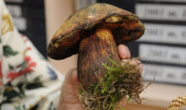 Portalas "VE.lt" skelbia konkursą "Gamtos dovana"