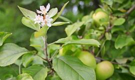 Rusnėje pražydo obuolius subrandinusi obelis