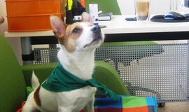 Augintiniai darbe skatina produktyvumą