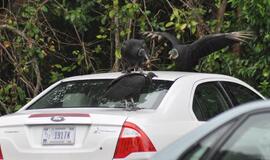 JAV automobilių pardavimai rugpjūtį smarkiai išaugo