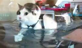 Katino mankšta po vandeniu - būdas numesti svorio