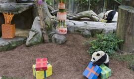 Panda švenčia: dovana 22 metų proga - 100 kg vaisinis tortas