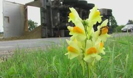 Klaipėdos rajone apsivertė sunkvežimis