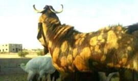 Unikalus ožys parduotas už 3,46 mln. dolerių