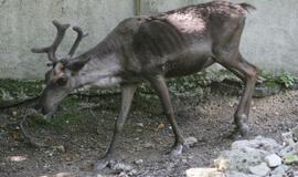 Dingusius elnius pastebėjo tik po metų?