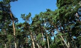 Kuršių nerijoje bus kertamos šimtametės pušaitės