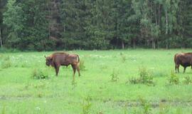 Stumbrus iškraustys į Žemaitijos ir Dzūkijos miškus