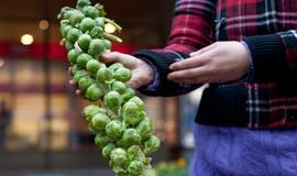 Eglutė Londone apšviečiama iš daržovių gauta energija