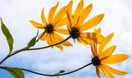 Kauno botanikos sodas supažindina su energiniais augalais