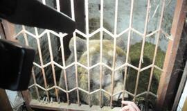 Iš Klaipėdos zoologijos sodo konfiskuoti meškėnai