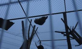 Iš Klaipėdos zoologijos sodo konfiskuoti meškėnai