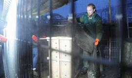 Iš Klaipėdos zoologijos sodo konfiskuoti meškėnai