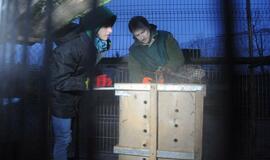 Iš Klaipėdos zoologijos sodo konfiskuoti meškėnai