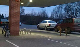 Trys šunys gąsdino prekybos centro lankytojus