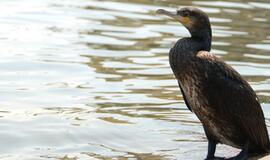 Į kormoranus gali atsisukti šautuvo vamzdis