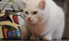 Kodėl katės nereaguoja kviečiamos vardu?