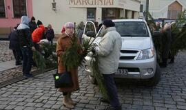 Klaipėdiečiams išdalintos eglių šakos