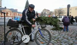 Klaipėdiečiams išdalintos eglių šakos