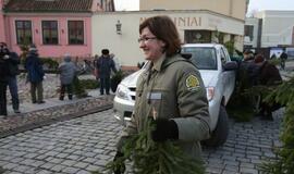 Klaipėdiečiams išdalintos eglių šakos