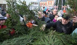 Klaipėdiečiams išdalintos eglių šakos