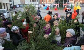 Klaipėdiečiams išdalintos eglių šakos