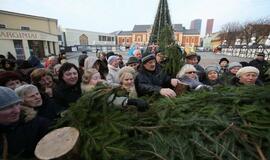 Klaipėdiečiams išdalintos eglių šakos