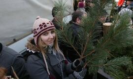 Klaipėdiečiams išdalintos eglių šakos