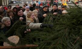 Klaipėdiečiams išdalintos eglių šakos