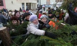 Klaipėdiečiams išdalintos eglių šakos