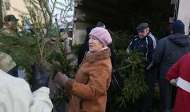 Klaipėdiečiams išdalintos eglių šakos