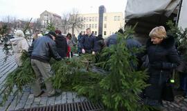 Klaipėdiečiams išdalintos eglių šakos