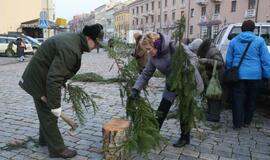 Klaipėdiečiams išdalintos eglių šakos