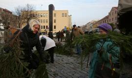 Klaipėdiečiams išdalintos eglių šakos