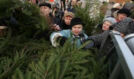 Klaipėdiečiams išdalintos eglių šakos