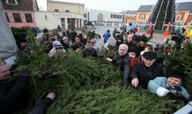 Klaipėdiečiams išdalintos eglių šakos