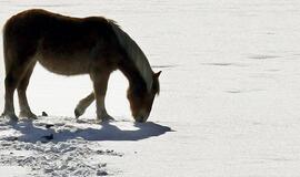 Rytų horoskopas: "arkliai" džiūgauja, "jaučiai" tikisi geresnių laikų, "šunys" ieško meilės nuotykių