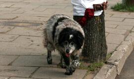 Gargžduose žuvo klebono šuo