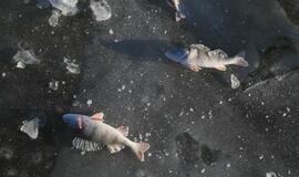 Ledas. Žvejai. Laivas. Inspektoriai