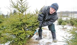 Pirkėjams iš užsienio įdomiausia lietuviška paprastoji eglė