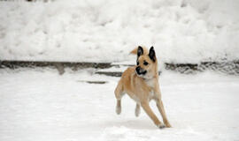 Skaudžiai kanda ir šunys, ir žiurkės