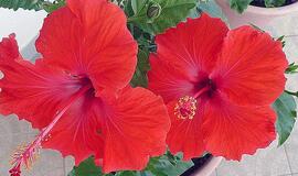 Augalai siunčia signalus. Svarbu išgirsti