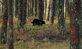 Kaimynams skersai kelio perbėgo katės