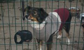 16 Klaipėdoje rastų šunelių ieško šeimininkų