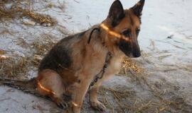 16 Klaipėdoje rastų šunelių ieško šeimininkų