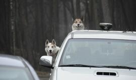 Protestas prieš šernų medžioklę