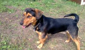 16 Klaipėdoje rastų šunelių ieško šeimininkų